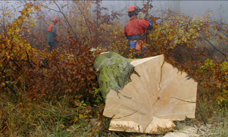 Recyclage de la matière dans la forêt - La biomasse - 3mn 00s